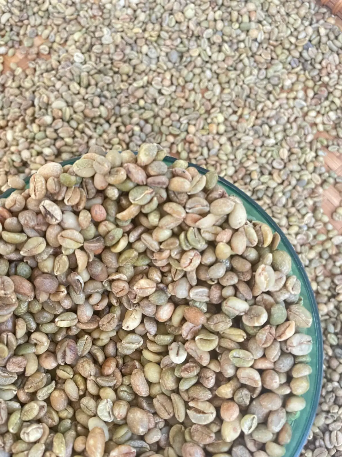 Liberica Green Beans